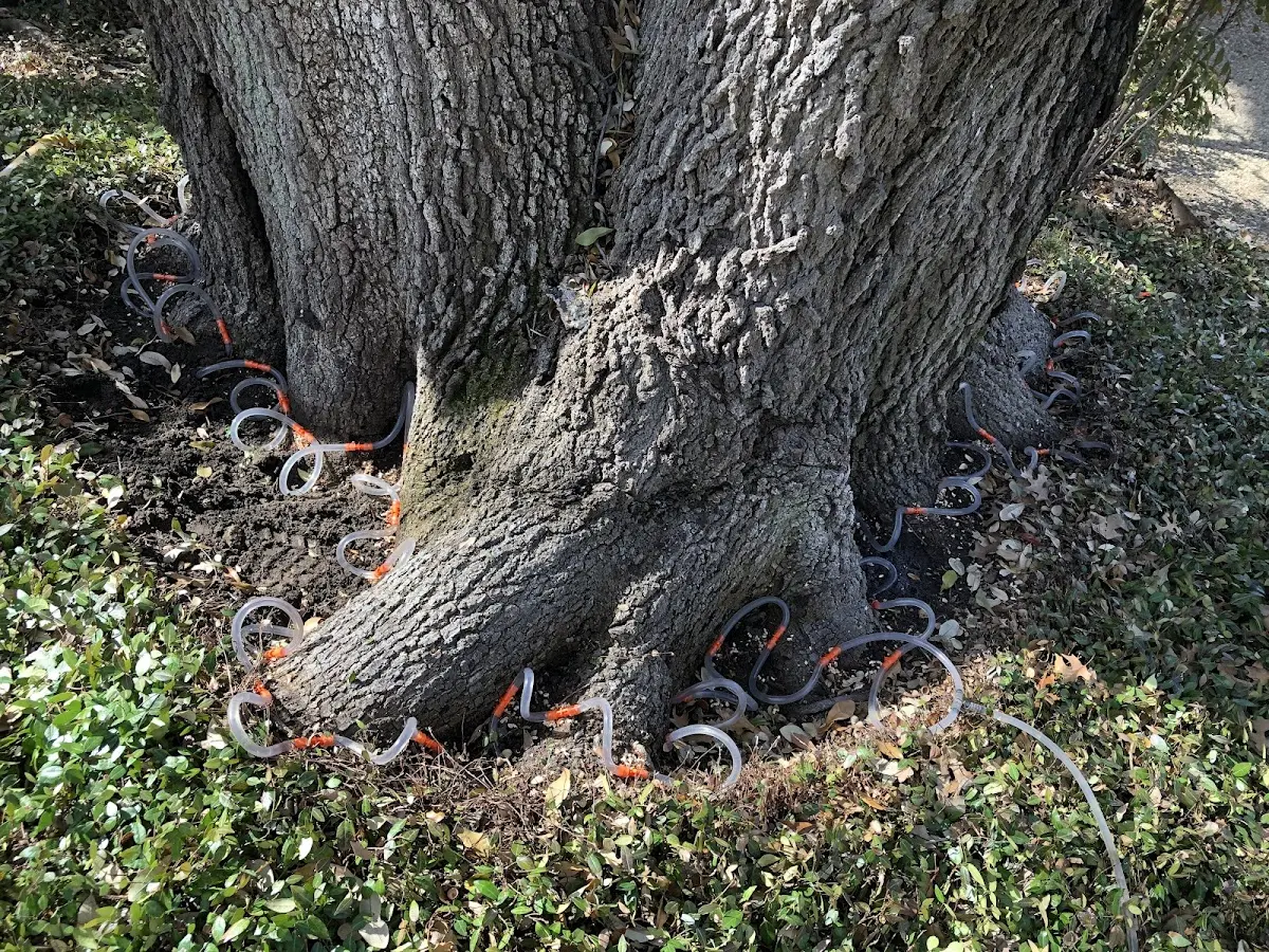 Detailed Tree Cabling and Bracing job site in Nicholasville
