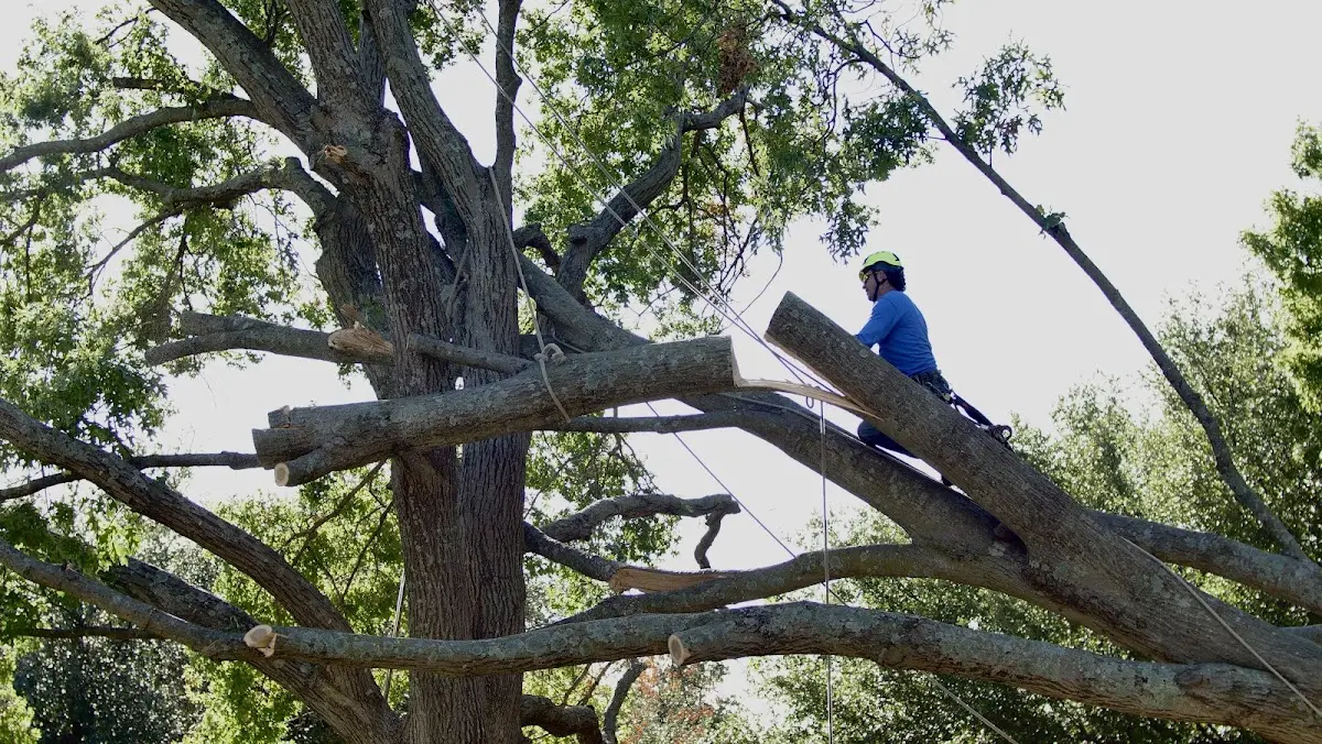 Professional Crown Thinning performed by certified arborists in Nicholasville